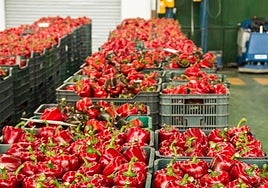 Pimiento rojo dispuesto en cajas en un almacén para ser comercializado.