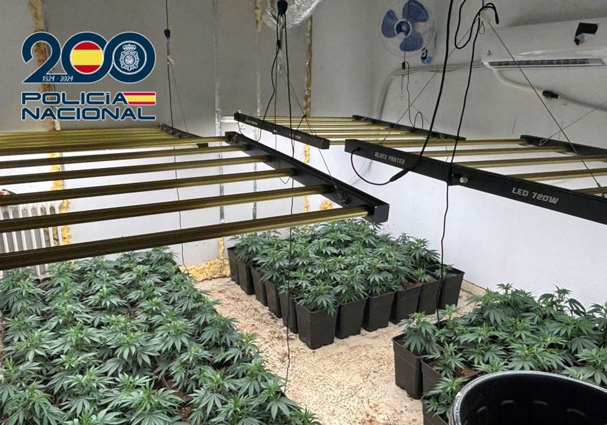 La Policía entra en la casa de Bola de Oro que estaba llena de marihuana.