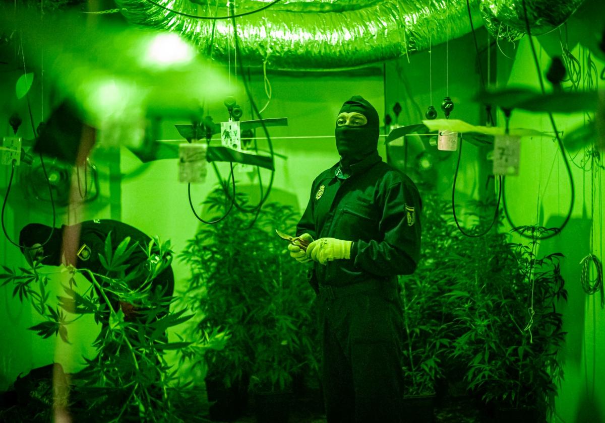 Policía Nacional durante una intervención contra el tráfico de marihuana en el distrito Norte.