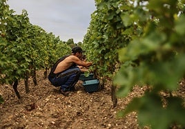 Jornaleros en la vendimia francesa.