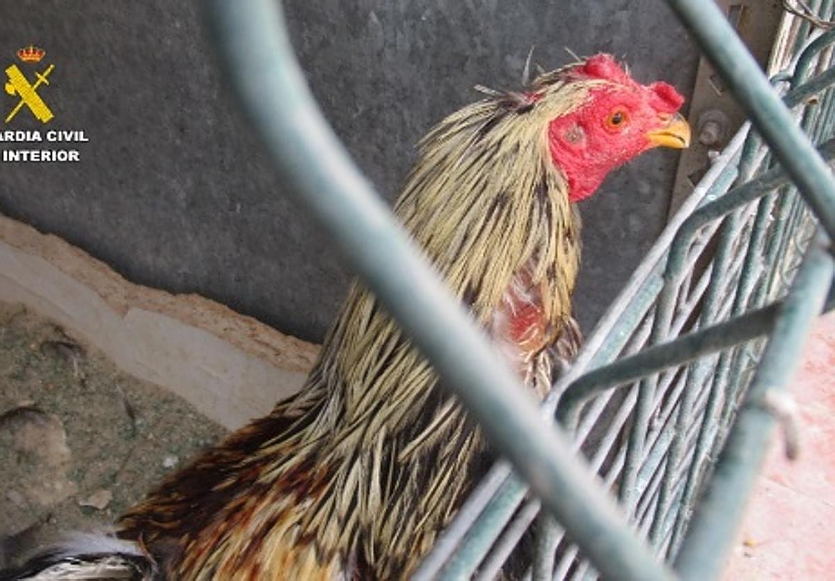 Uno de los gallos encontrados.