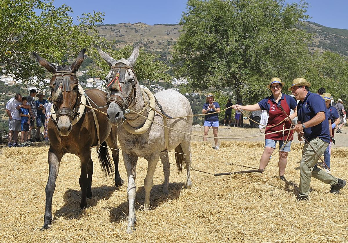 El pueblo de Granada que ha revivido el arte de trillar el trigo con dos mulos y una tabla en una era