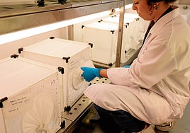 Almería mantiene activo el único foco de Virus del Nilo occidental en Andalucía