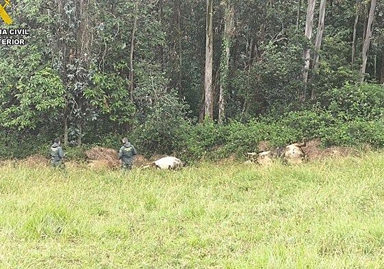 Agentes de la Guardia Civil, junto a las vacas muertas en Pravia.