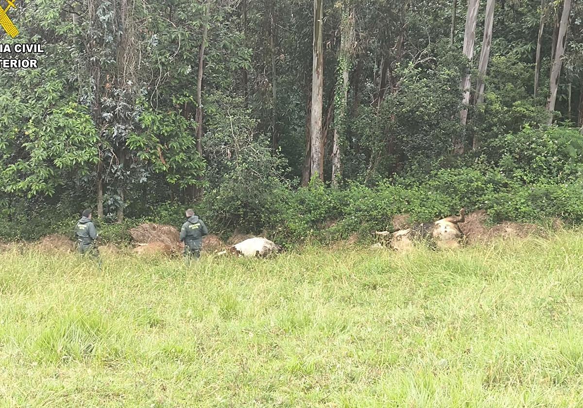 Agentes de la Guardia Civil, junto a las vacas muertas en Pravia.
