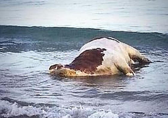 No es la primera vez que aparece una vaca en una playa de Vera.