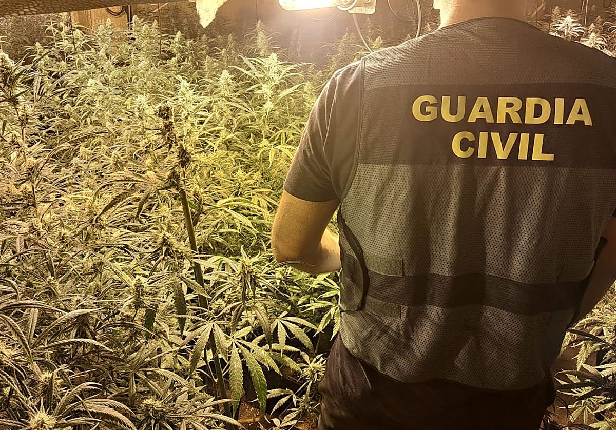 Plantación desmantelada por la Guardia Civil.