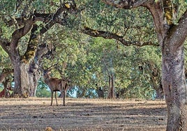 La proliferación de ejemplares se ha registrado a una velocidad mayor a la esperada.