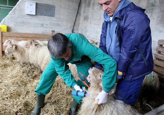 Un veterinario vacunando contra la lengua azul.