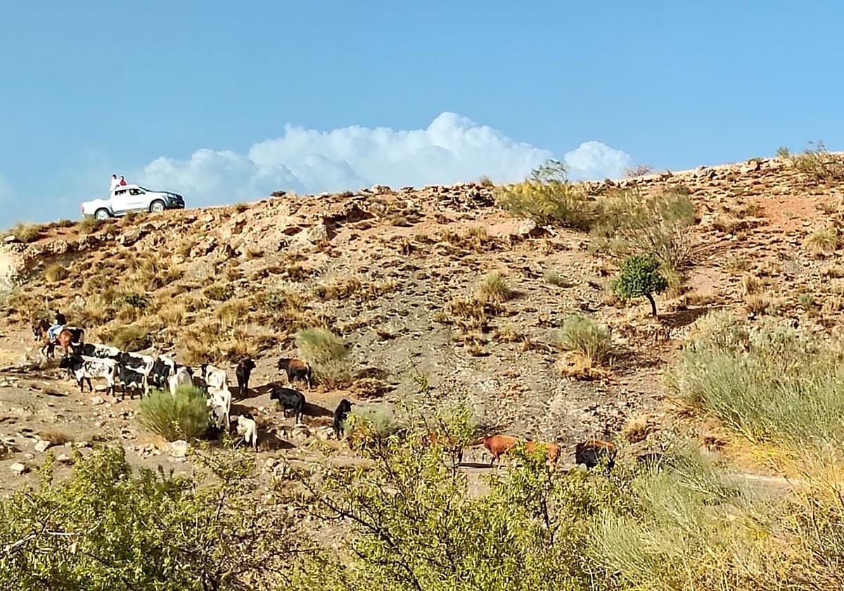 Una joven resulta herida de gravedad por un novillo en el traslado de unos toros a los encierros de Gor.