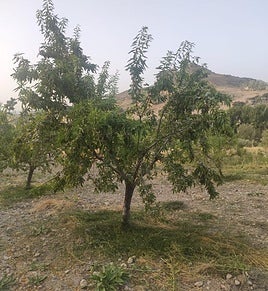 Almendro en una finca de la provincia de Jaén.