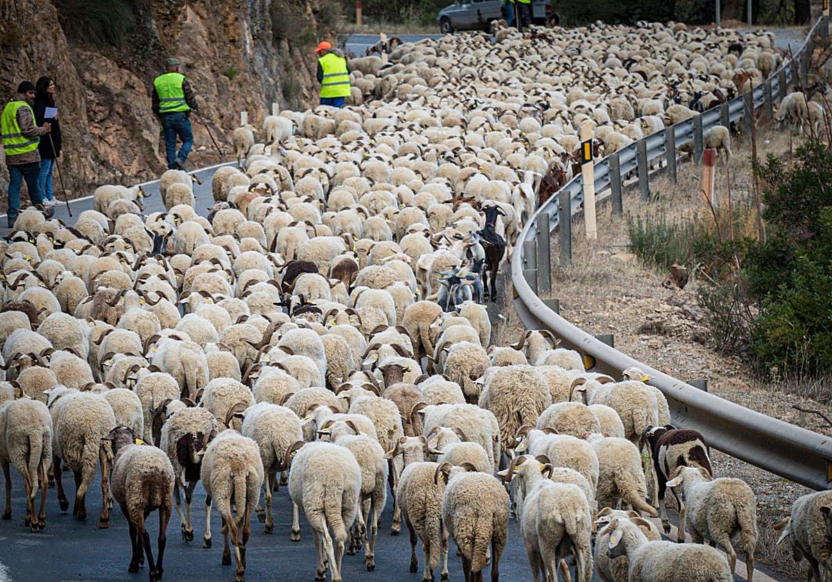 Imagen de archivo de ovejas trashumantes en la provincia de Granada.