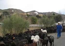 Un pastor acompaña a su rebaño de cabras por un paraje de la Comarca del Almanzora.