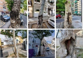 Árboles de la avenida de Cervantes de Granada que según el informe del Ayuntamiento hay que talar.