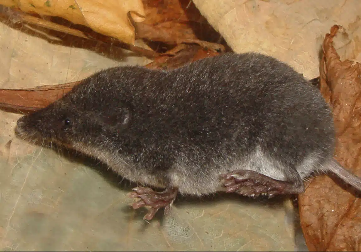 Un ejemplar de Musgaño de Cabrera.