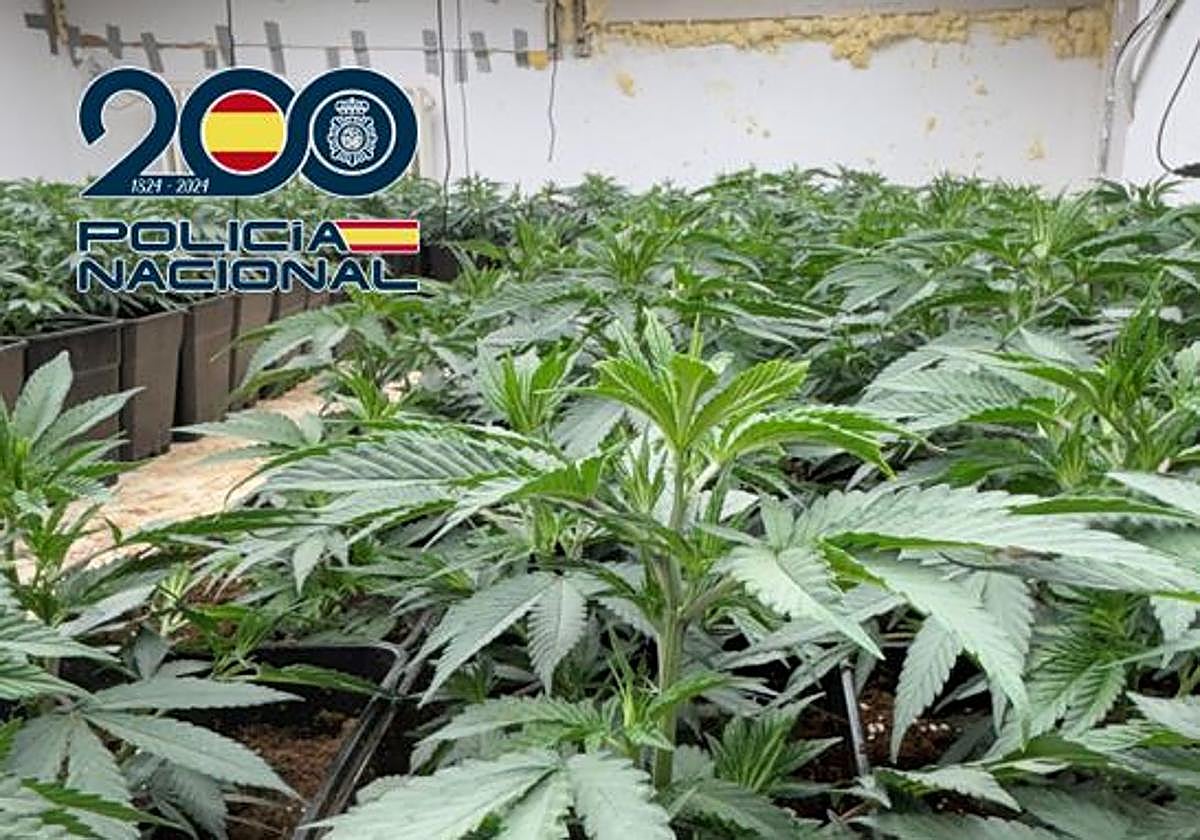 Una de las plantaciones de marihuana encontradas en julio