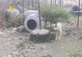 Un perro atado en muy malas condiciones en Güéjar Sierra