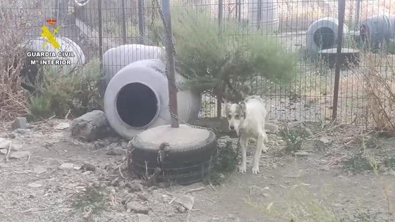 La Guardia Civil encuentra decenas de perros y équidos en pésimas condiciones en una finca de Güéjar Sierra