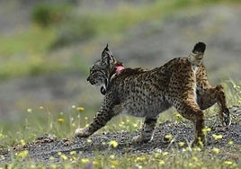 El lince ibérico, especie protegida cuyo hábitat natural son los montes.