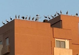 Cigüeñas descansando en un terrado de un edificio de la capital.