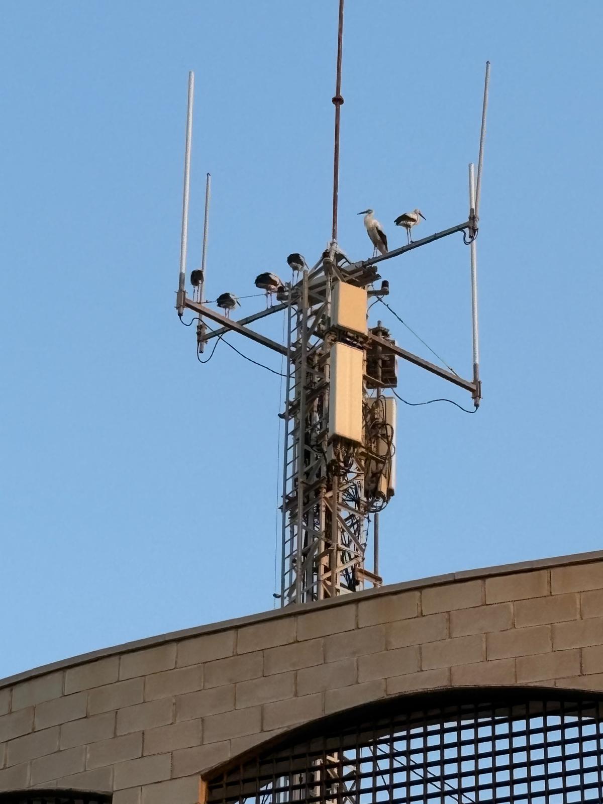 Cigüeñas posadas en una antena de un edificio de Almería capital.