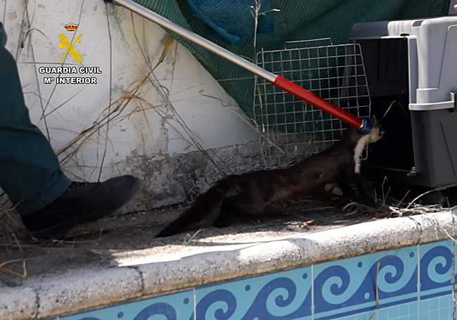 Ejemplar rescatado por la Guardia Civil en Jaén.