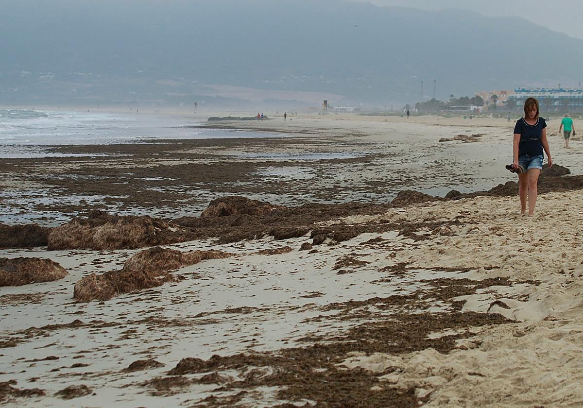 Toneladas de restos de alga asiática en la playa de Los Lances, en Tarifa.