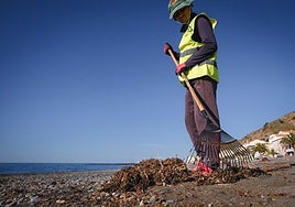 Un operario municipal retira arribazones de 'Rugulopteryx' en la playa de La Mamola.