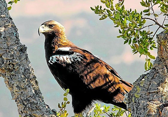 Las águilas están entre las aves que pasan por Almería en su trayecto migratorio.