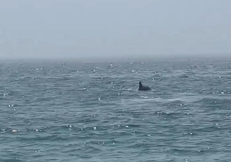 «Asombro y emoción» en los bañistas de Torrenueva por un delfín cerca de la orilla