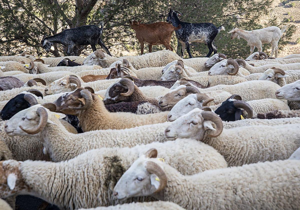 Trashumancia de ovejas desde Sierra Nevada a la Costa de Granada en una imagen de archivo.