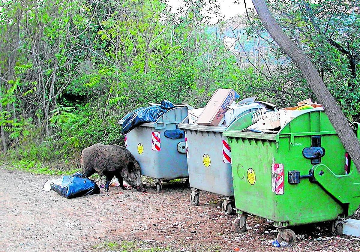 Jabalíes en la ciudad