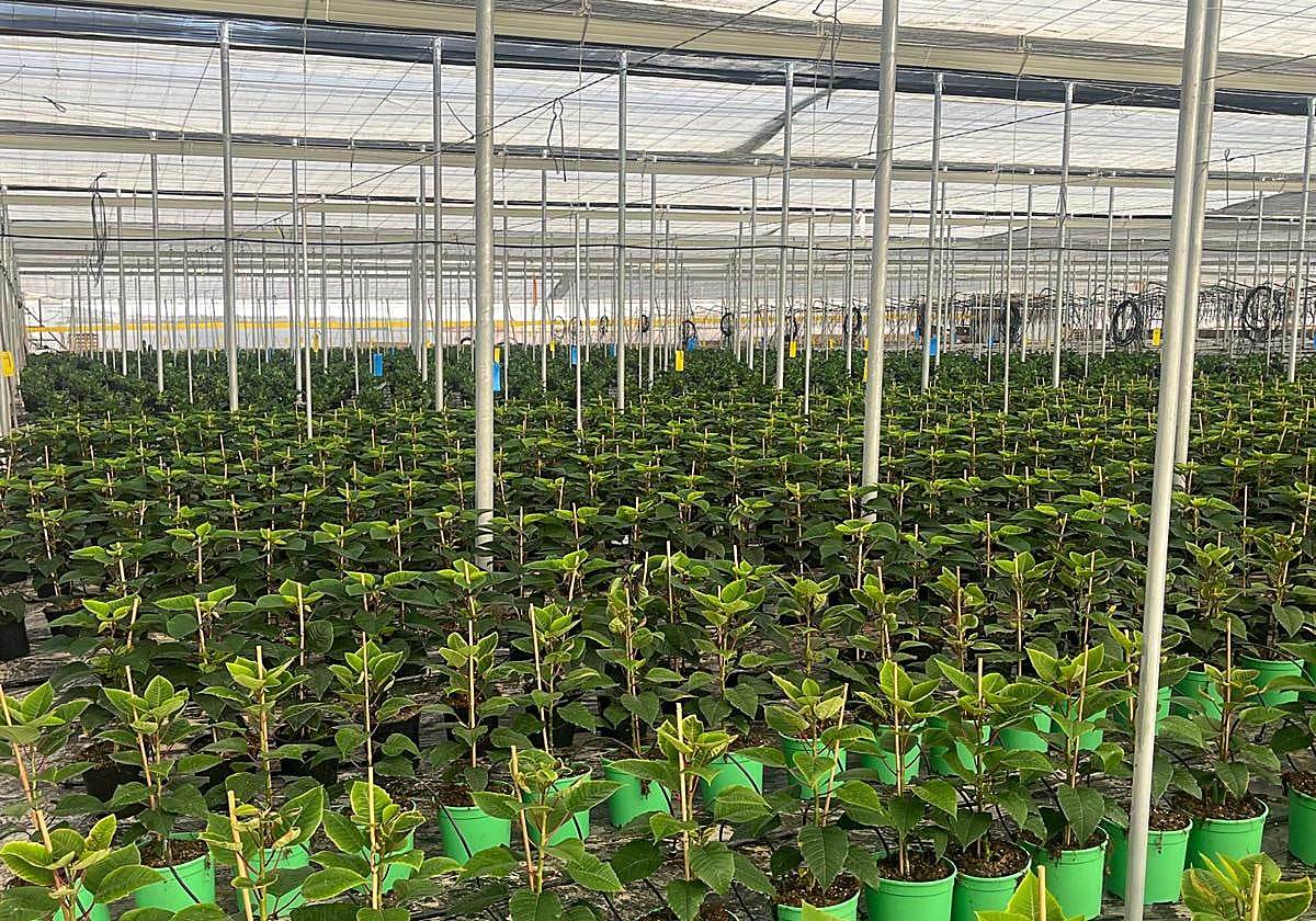 Tres millones de flores de Pascua almerienses aguardan para teñir de rojo la Navidad