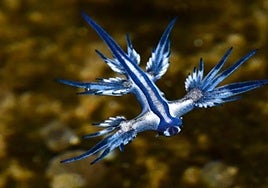 El dragón azul es un pequeño animal cuya picadura es parecida a la de una medusa.