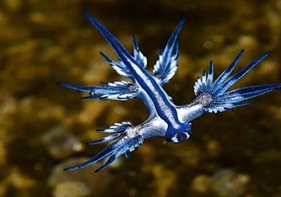 El dragón azul es un pequeño animal cuya picadura es parecida a la de una medusa.