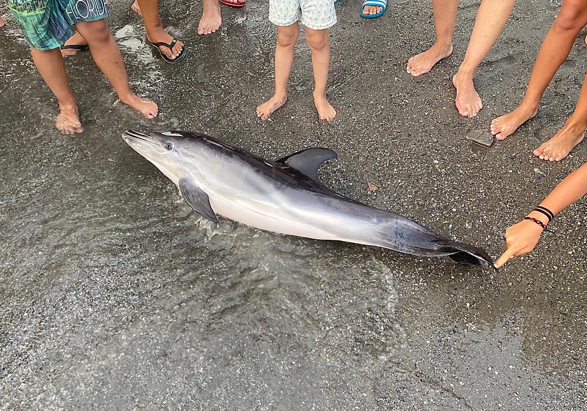 Hallan una cría de delfín sin vida en la playa de Salobreña.