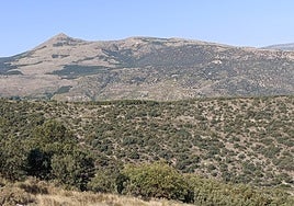 Paisaje arbolado cercano a la localidad de Laroya.