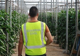 Un agente de la Guardia Civil, que colabora con la Inspección de Trabajo en las investigaciones, en un invernadero en una imagen de archivo.