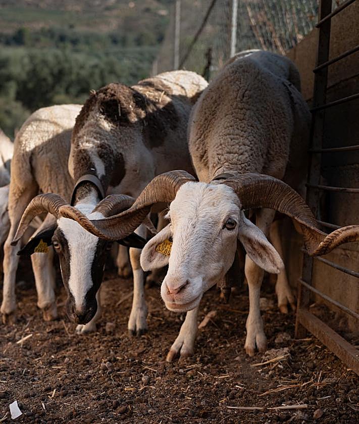 Imagen secundaria 2 - Durante un mes, todos los días había ovejas nuevas enfermas en esta explotación de Órgiva.