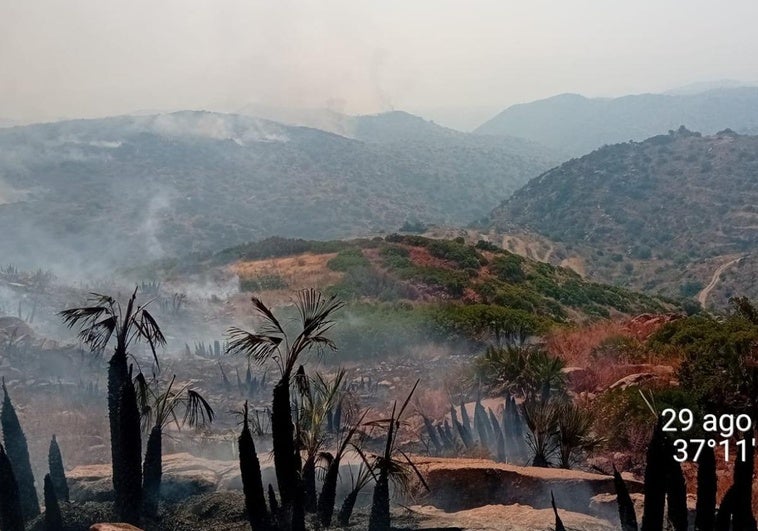 Casi una veintena de medios aéreos combaten un incendio forestal en Lubrín