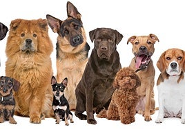 El mensaje de un experto sobre los perros más difíciles de tener en casa: «Es incansable»