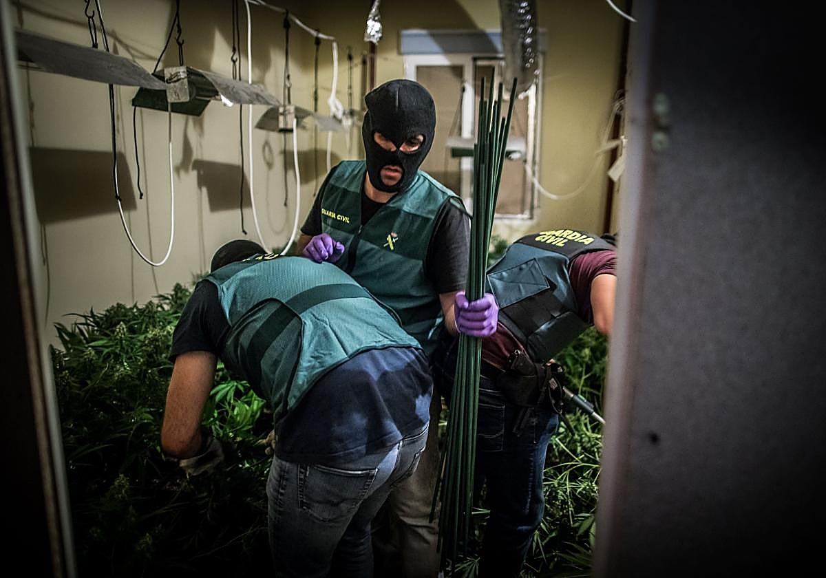 Agentes de la Guardia Civil de Granada registran una vivienda con una plantación de marihuana.