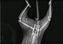 Radiografía que muestra uno de los plomos en el cuerpo del gato.