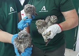 Mochuelos ante la puesta en libertad.