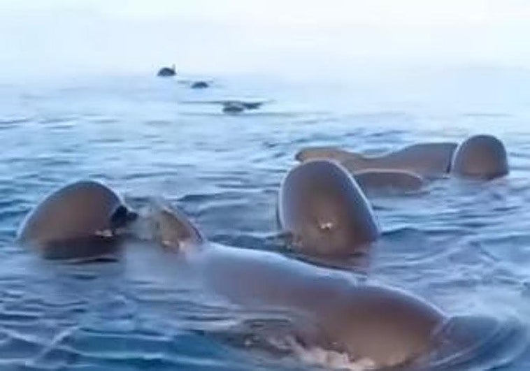 Calderones en La Herradura.