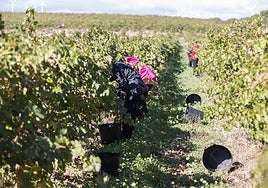Viñedo en la provincia de Granada