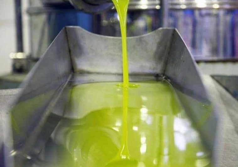 El precio del aceite de oliva se desploma en un momento crucial de su producción