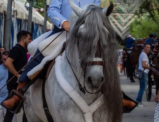 Los aficionados al mundo del cabalo están de enhorabuena debido a esta actividad.