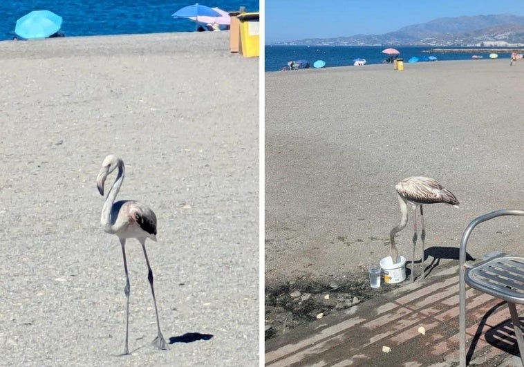 Aparece un flamenco en la playa de Torrenueva y el Ayuntamiento avisa a los bañistas de cómo actuar