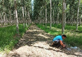 Una investigación analiza las mejores prácticas para maximizar el secuestro de CO2 en las choperas de Granada